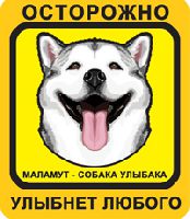 Автомобильная наклейка. Аляскинский маламут. Собака улыбака (волчий маламут, желто-оранжевый фон)